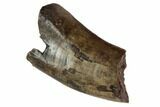 Partial Tyrannosaur (Nanotyrannus) Tooth - Montana #87919-1